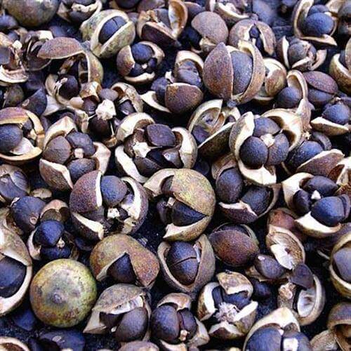 Camellia Seed Drying Process